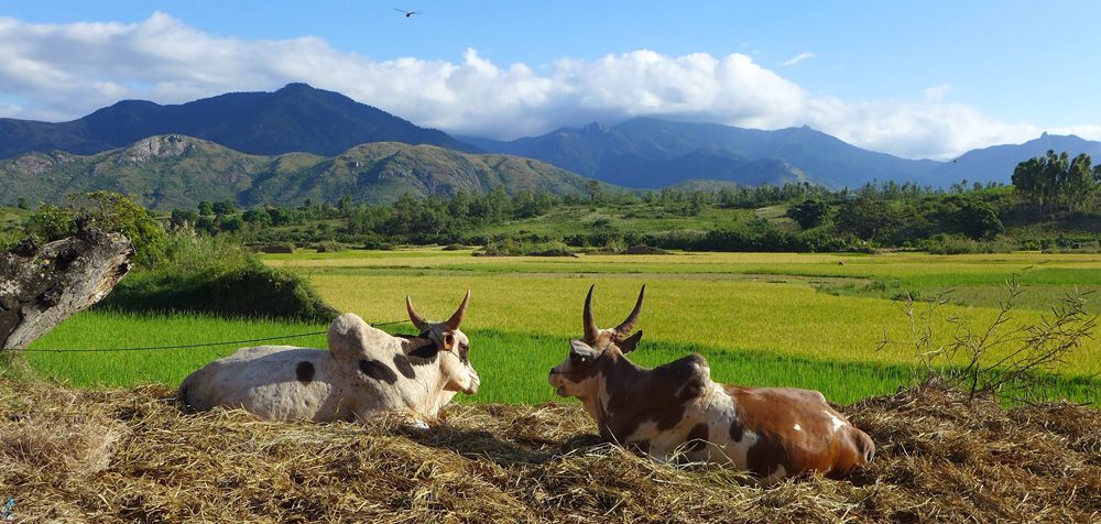  Zebu near rice paddies in Madagascar