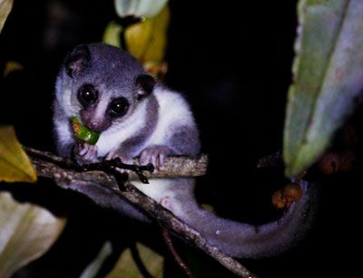 fat-tailed-dwarf-lemur-adam-marks.jpg