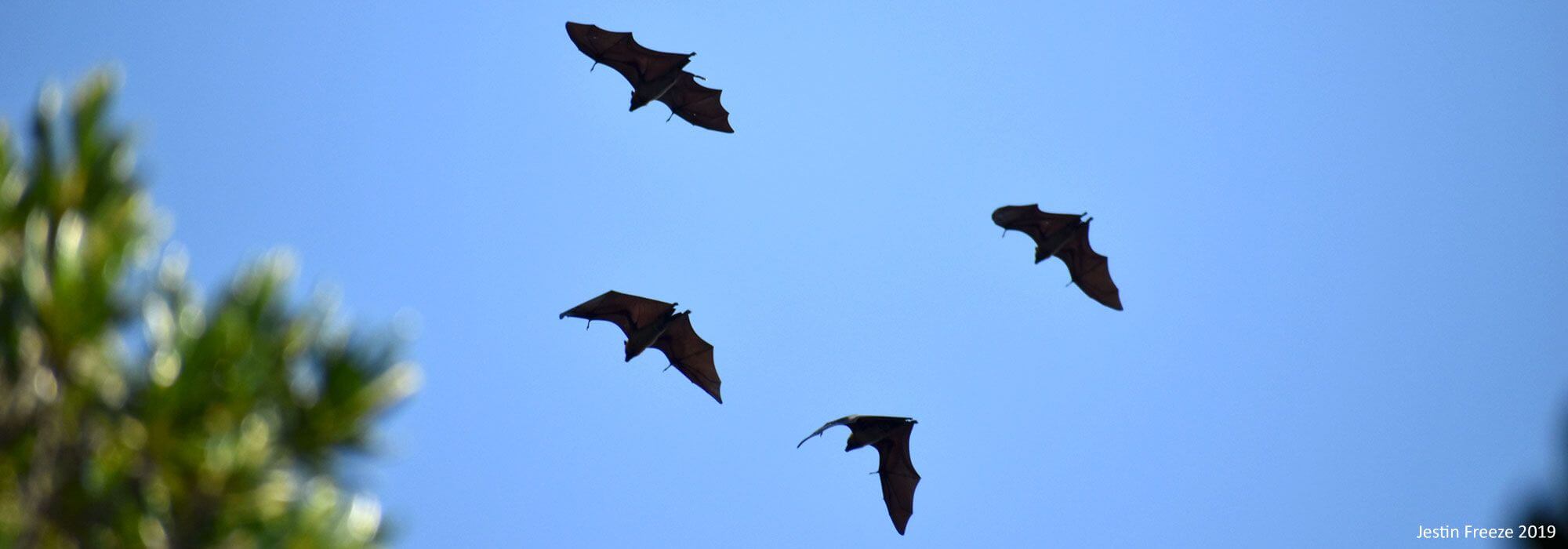 A group of pteropus rufus bats flying