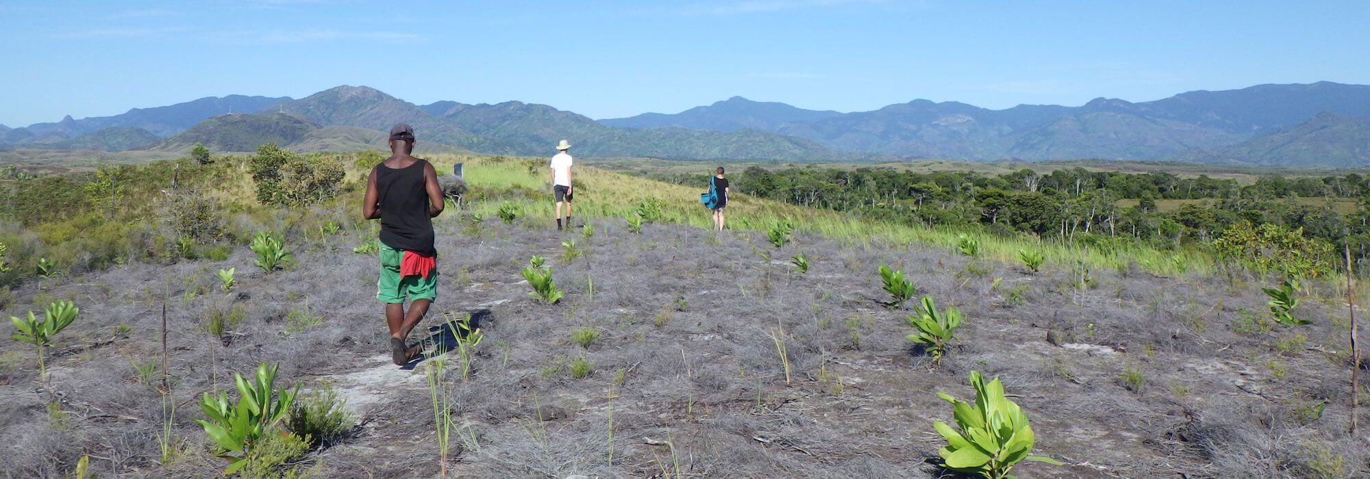  A planted corridor of littoral forest in Sainte Luce, Madagascar