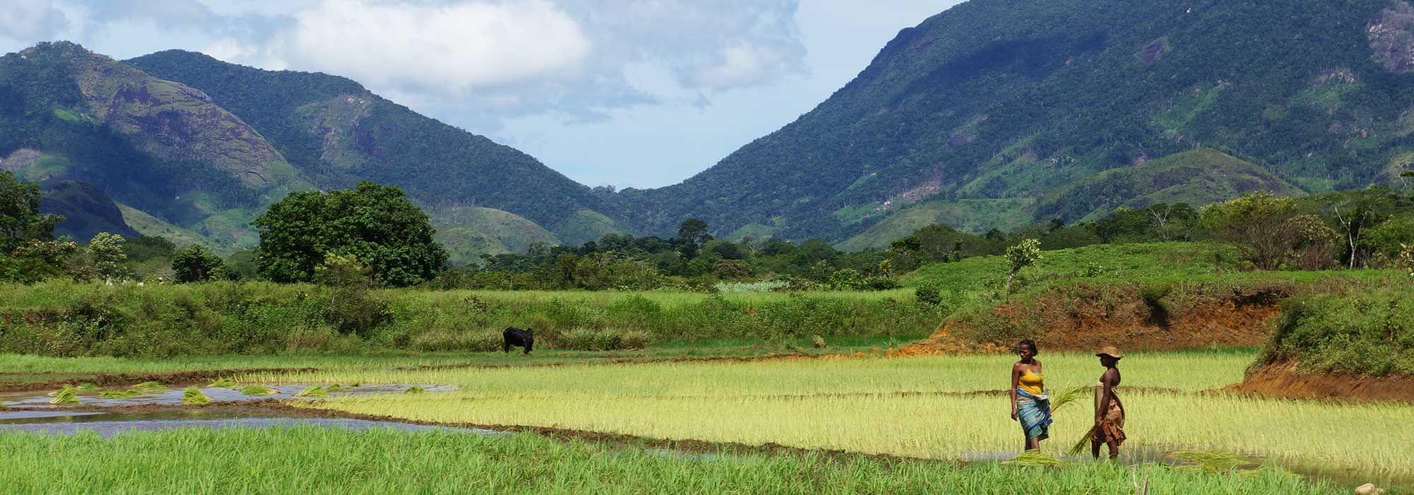  Two women standing in Mananara rice fields in Madagascar