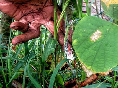 Edible sakondry insect on leaf