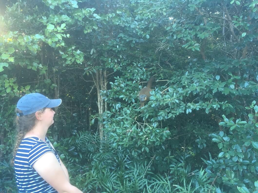 Millie with the brown lemurs (eulemur collaris)