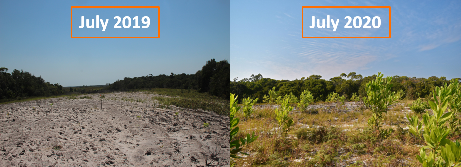 1 year comparison images of a wildlife corridor in Madagascar