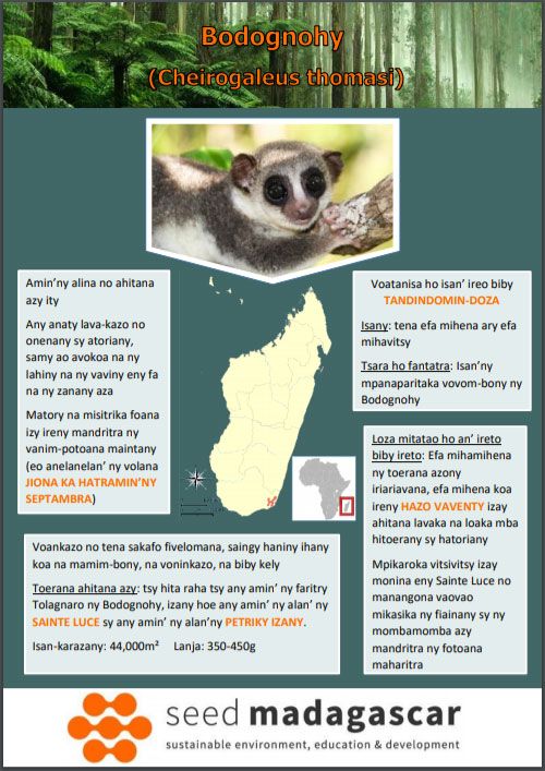  Malagasy-language poster about one of the endangered lemur species of Sainte Luce, Madagascar