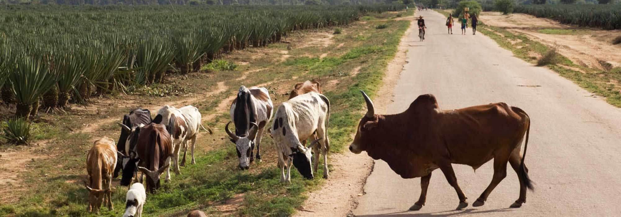 Zebu cattle and goats on a road in Madagascar