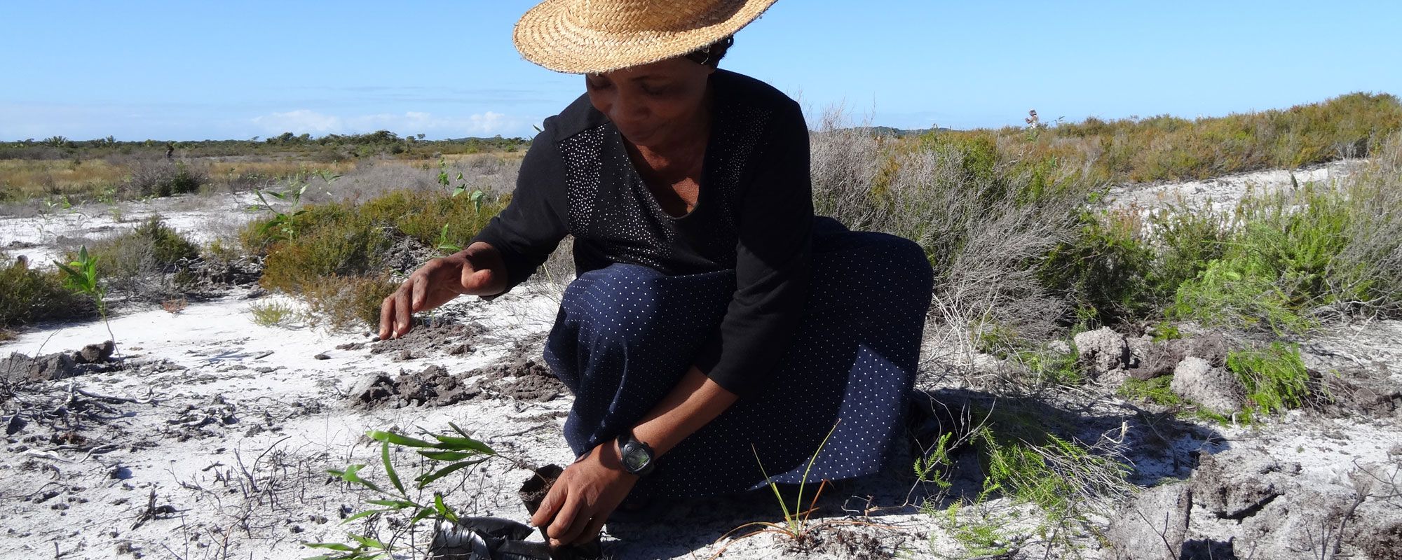 Planting trees for reforestation in the Anosy region of southeast Madagascar