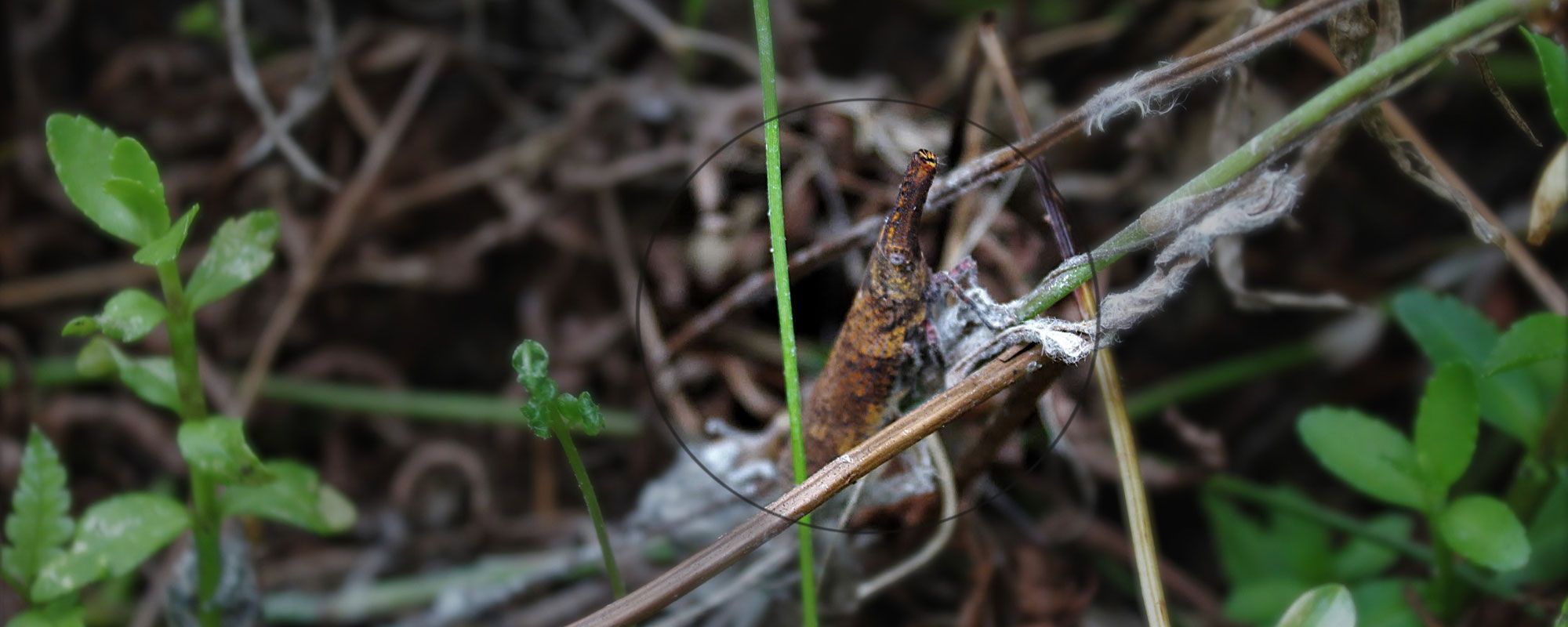 Sakondry, the bacon bug, an edible insect from Madagascar