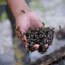 Malagasy honey bees