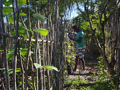 Measuring host plants