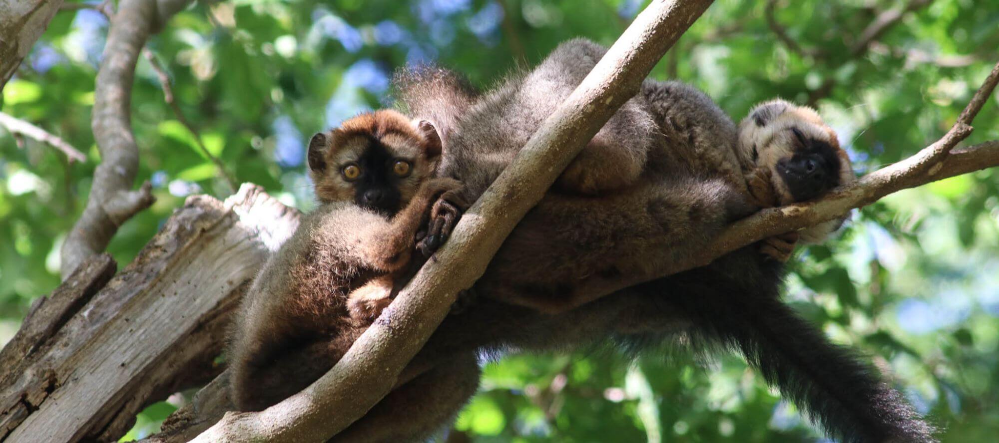 Brown lemurs (Eulemur collaris) in a tree in Sainte Luce, Madagascar