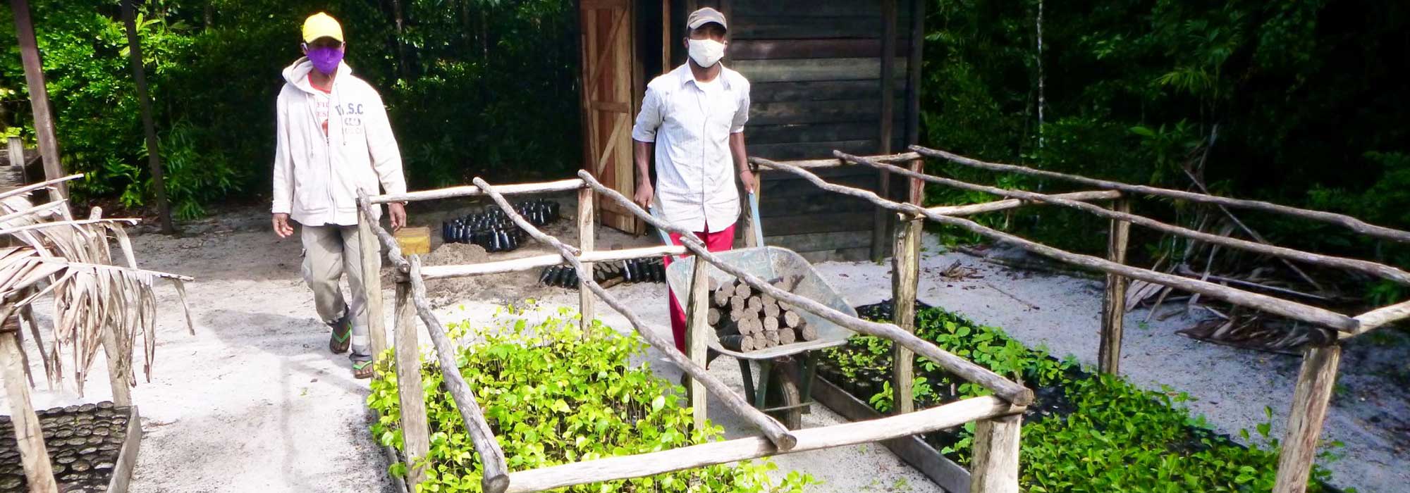 Social distancing and mask use at our seed nursery in Sainte Luce Madagascar