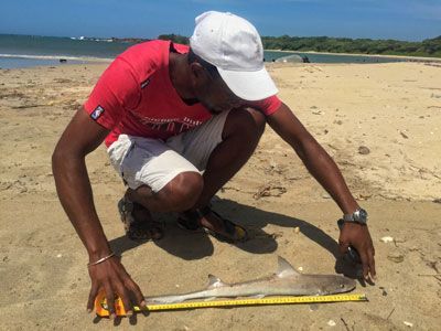 A data collector measures a juvenile shark at the Sainte Luce fishery