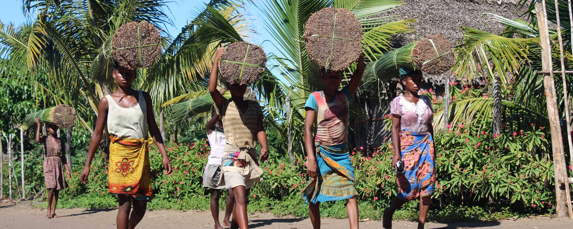 Women carrying mahampy reeds on the heads in southeast Madagascar