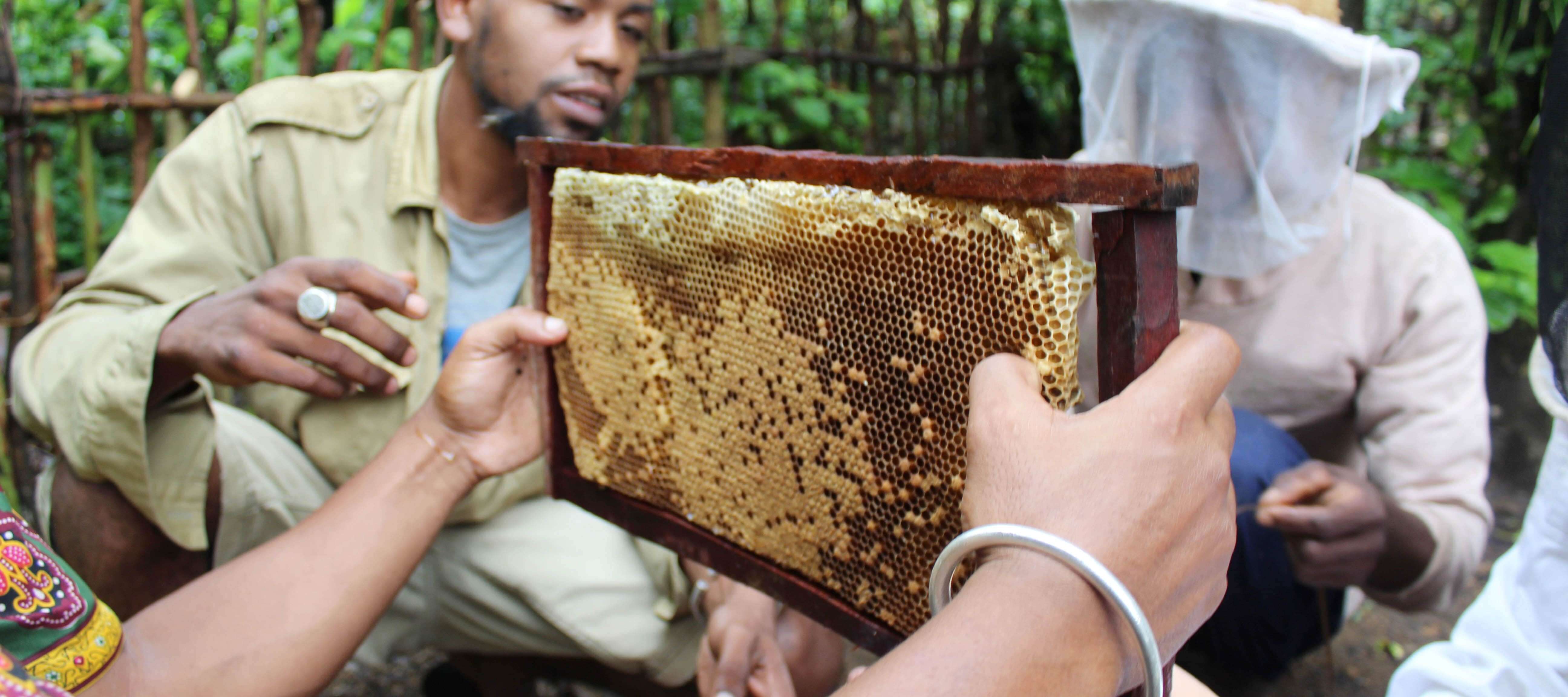 Beekeeping specialists demonstrate their techniques