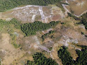  Aerial view of two recently planted wildlife corridors in Madagascar