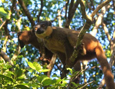 Red-collared-brown-lemurs-Sainte-Luce.jpg