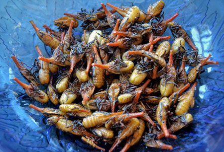 Cooked-sakondry-edible-insects-Madagascar.jpg