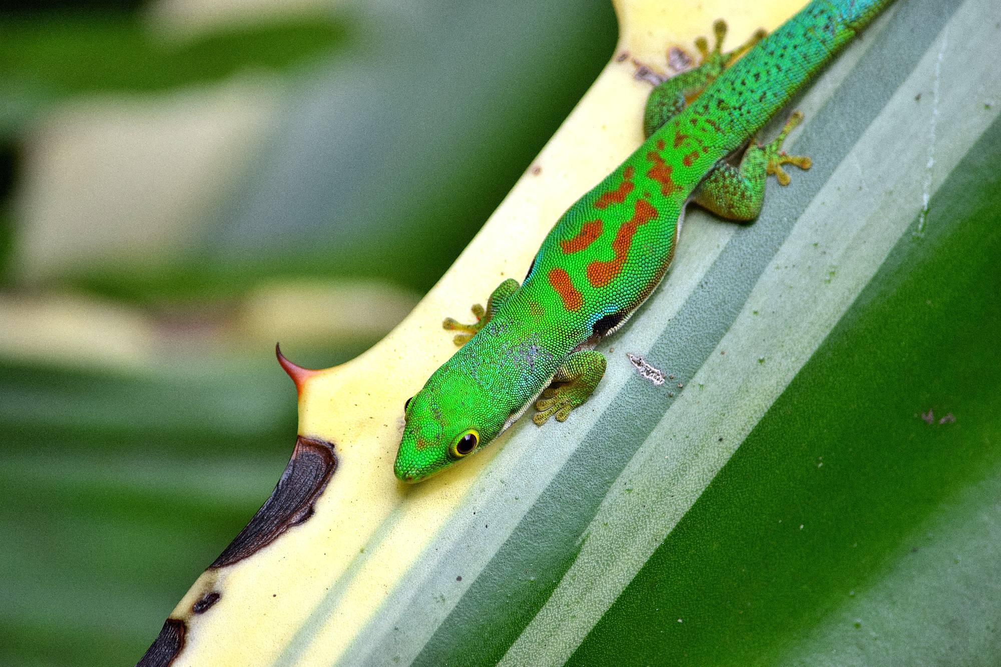 A peacock day gecko sitting on a plant