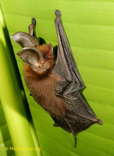 Eastern sucker-footed bat, Myzopoda aurita, photo by Merlin Tuttle for Bat Conservation International