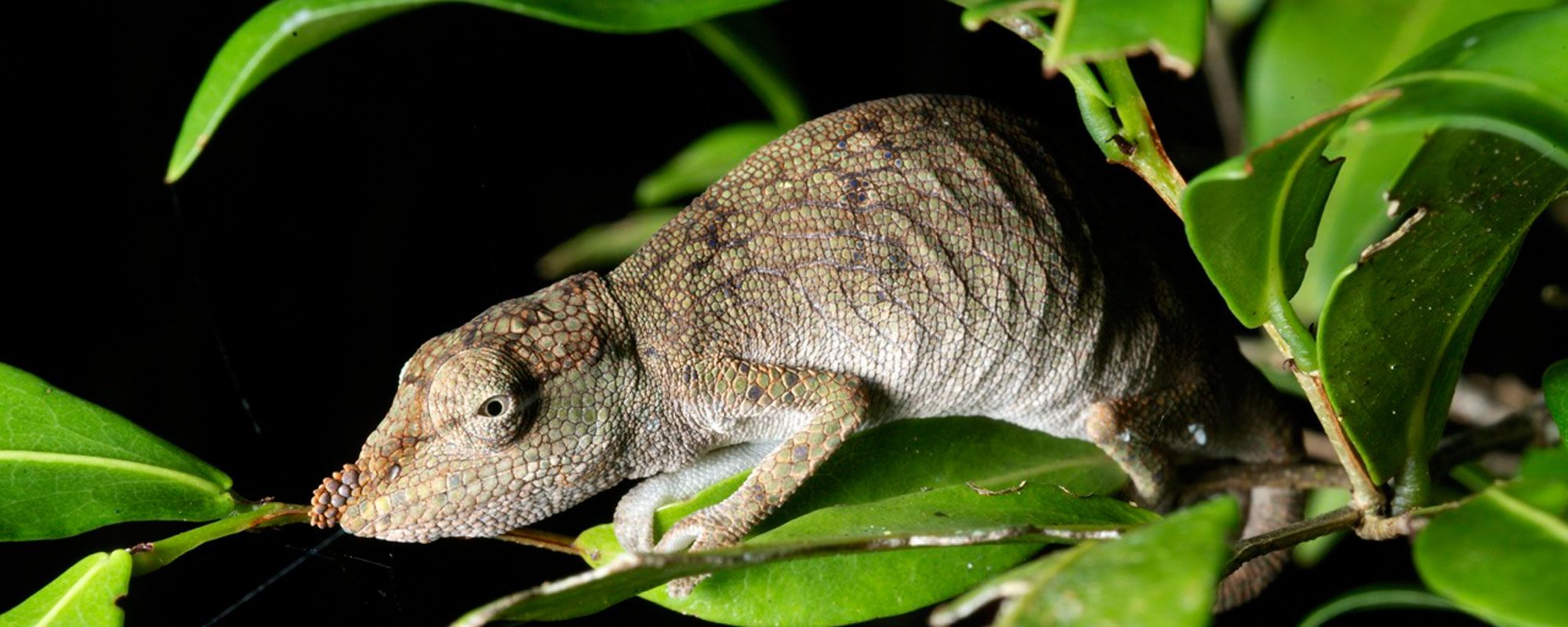 A chameleon with a protruding nose at night