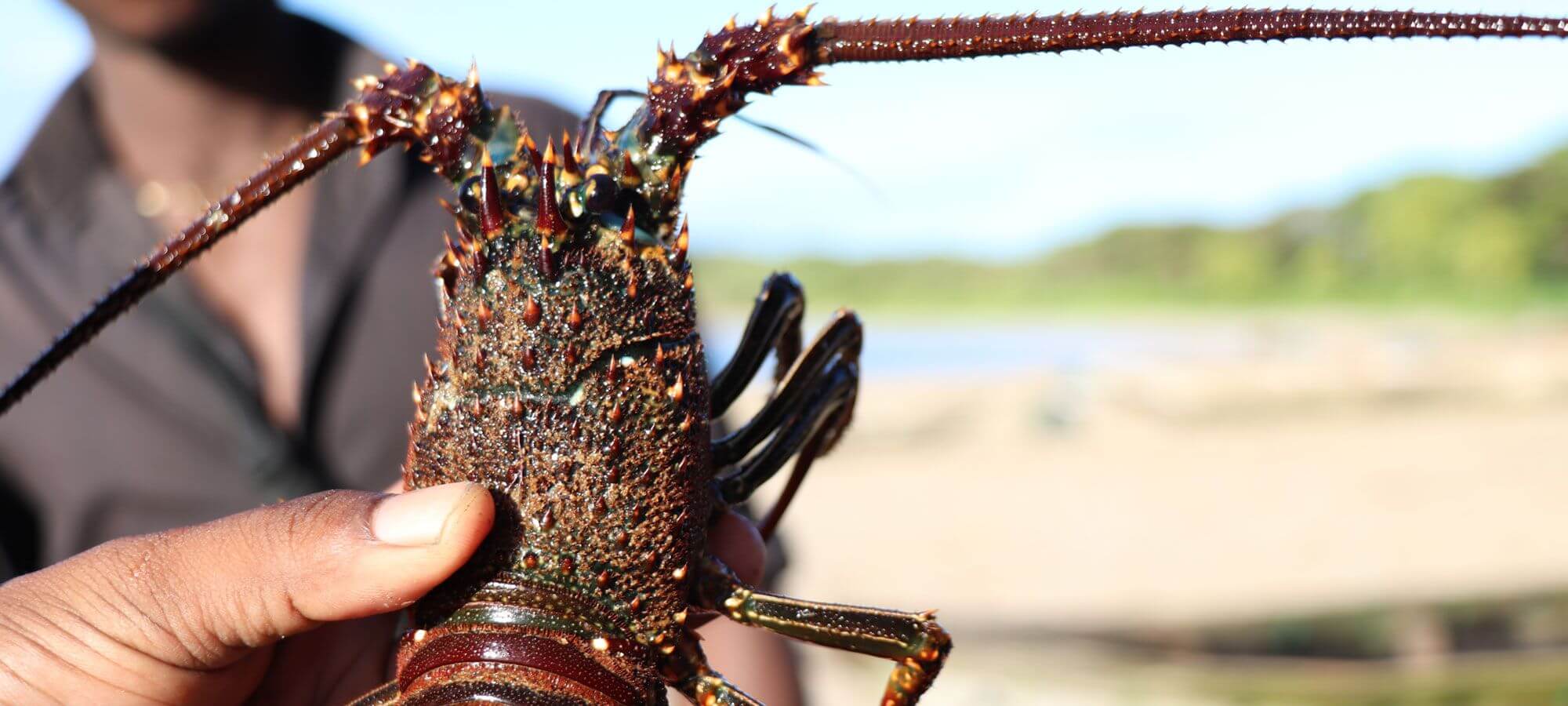 Measuring lobsters on the beach in Sainte Luce, Madagascar