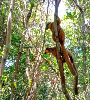  A pair of Collared Brown Lemurs sitting in trees in Madagascar