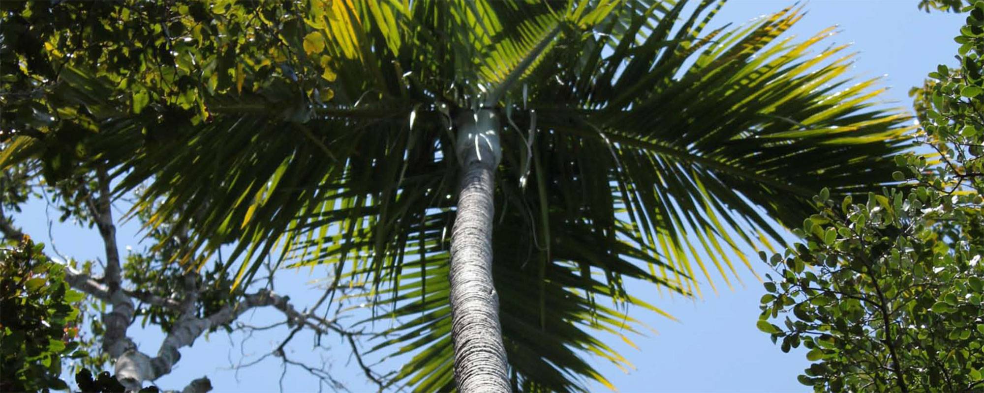 Endemic palm species in Sainte Luce, Madagascar