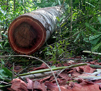 harandrato-native-tree-hardwood-felled-Madagascar.jpg