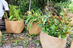  Native seedlings sitting inside baskets