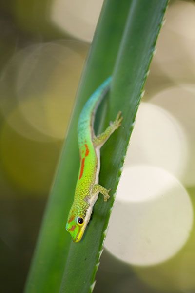 phelsuma-antanosy-madagascar-day-gecko.jpg