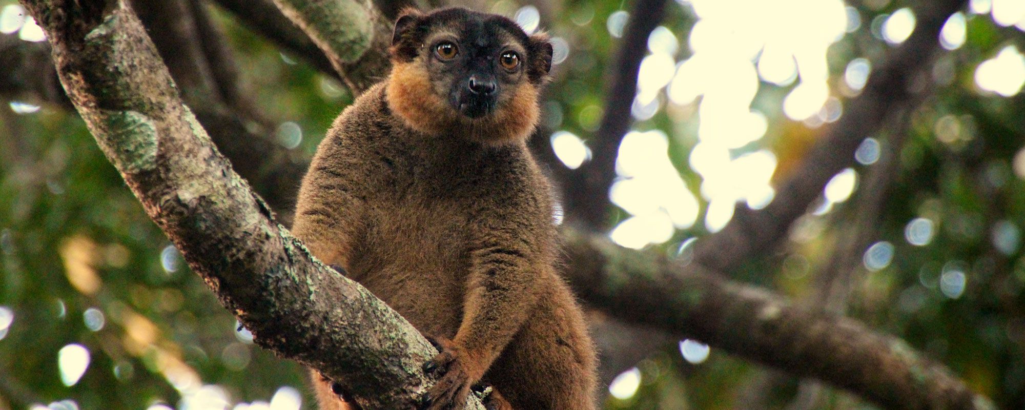 A collared brown lemur, eulemur collaris, in a tree