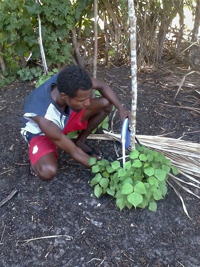  A man measures a host plant