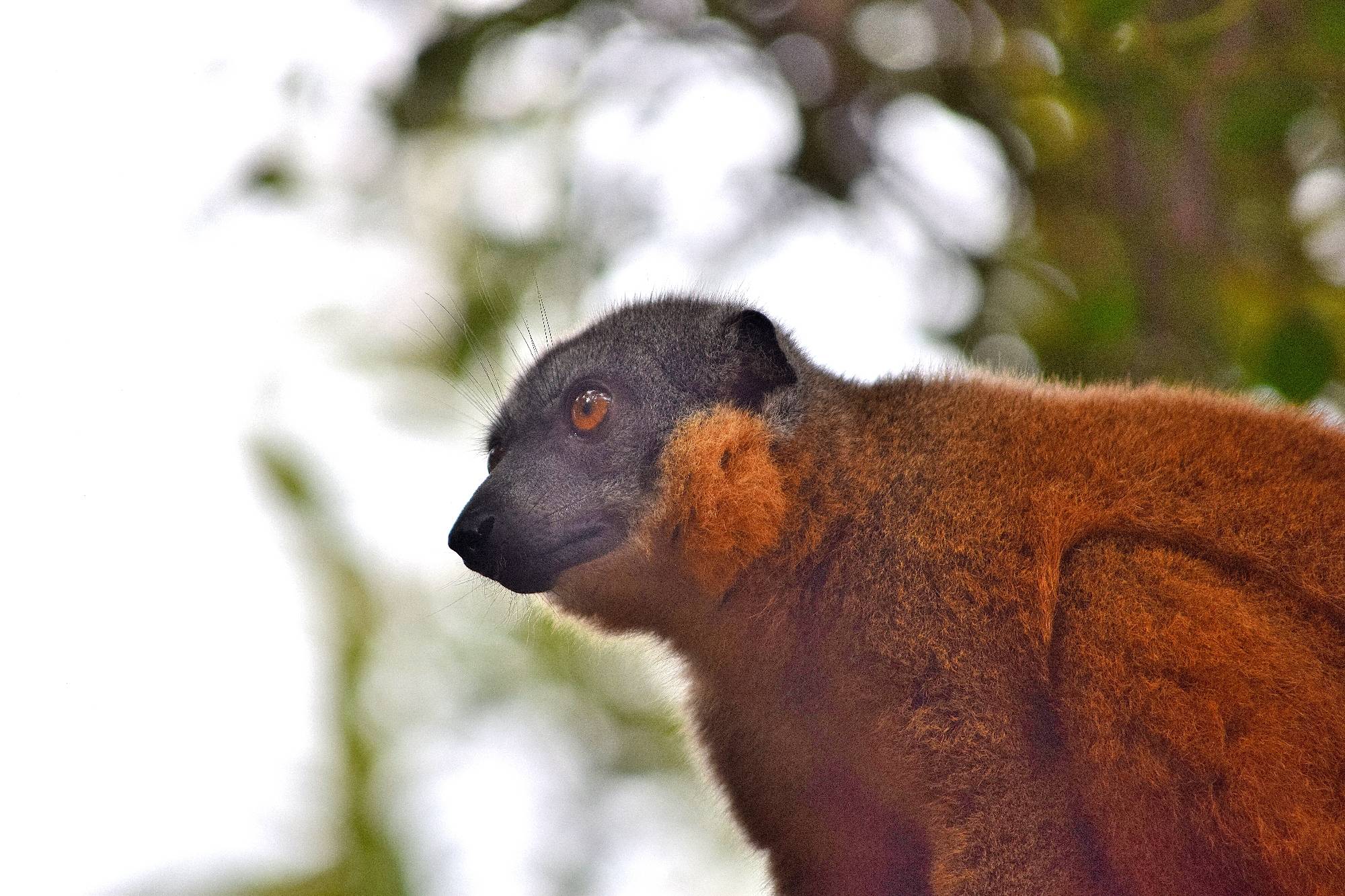 A sitting collared brown lemur 