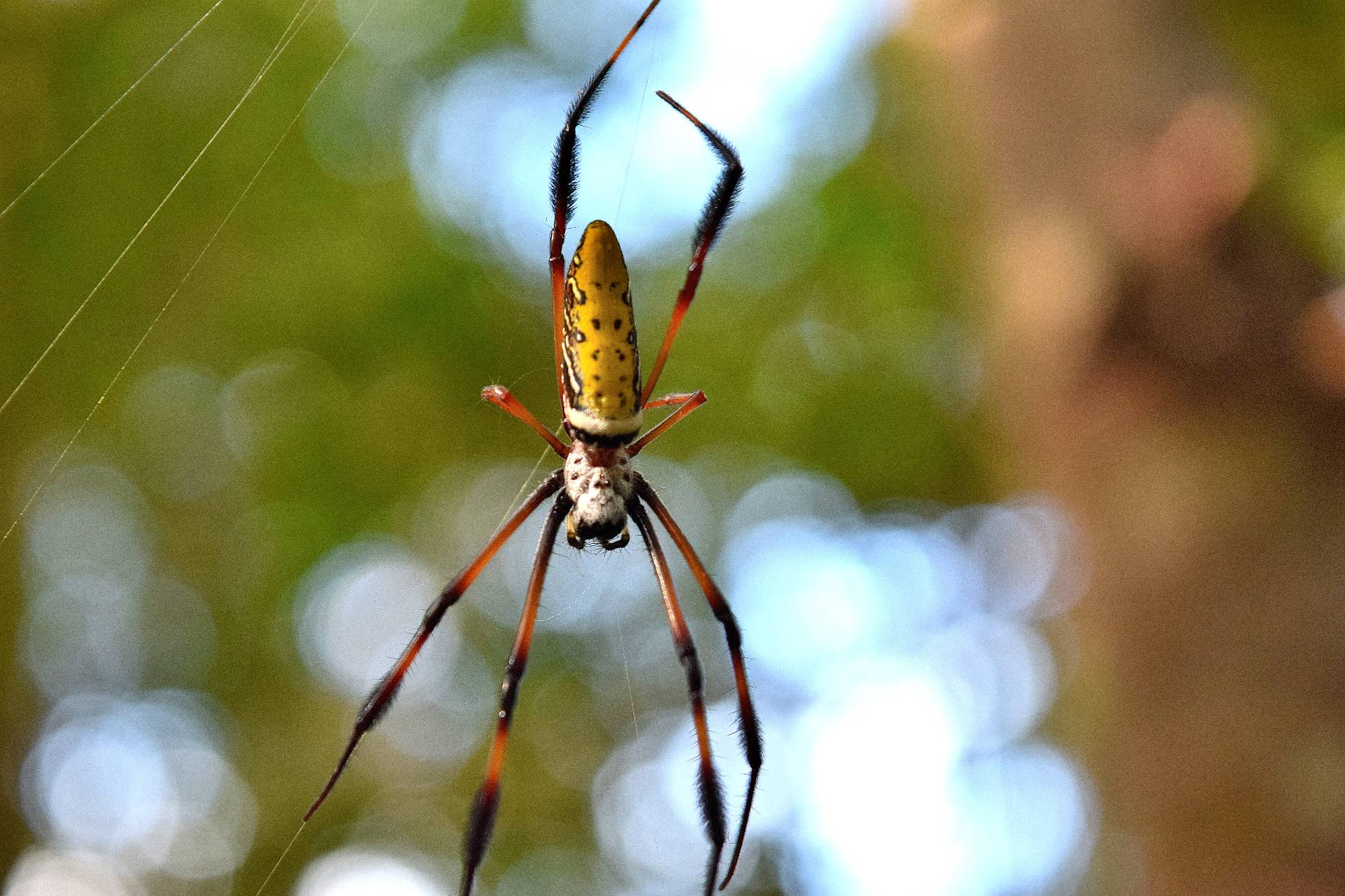 A spider sitting in its web