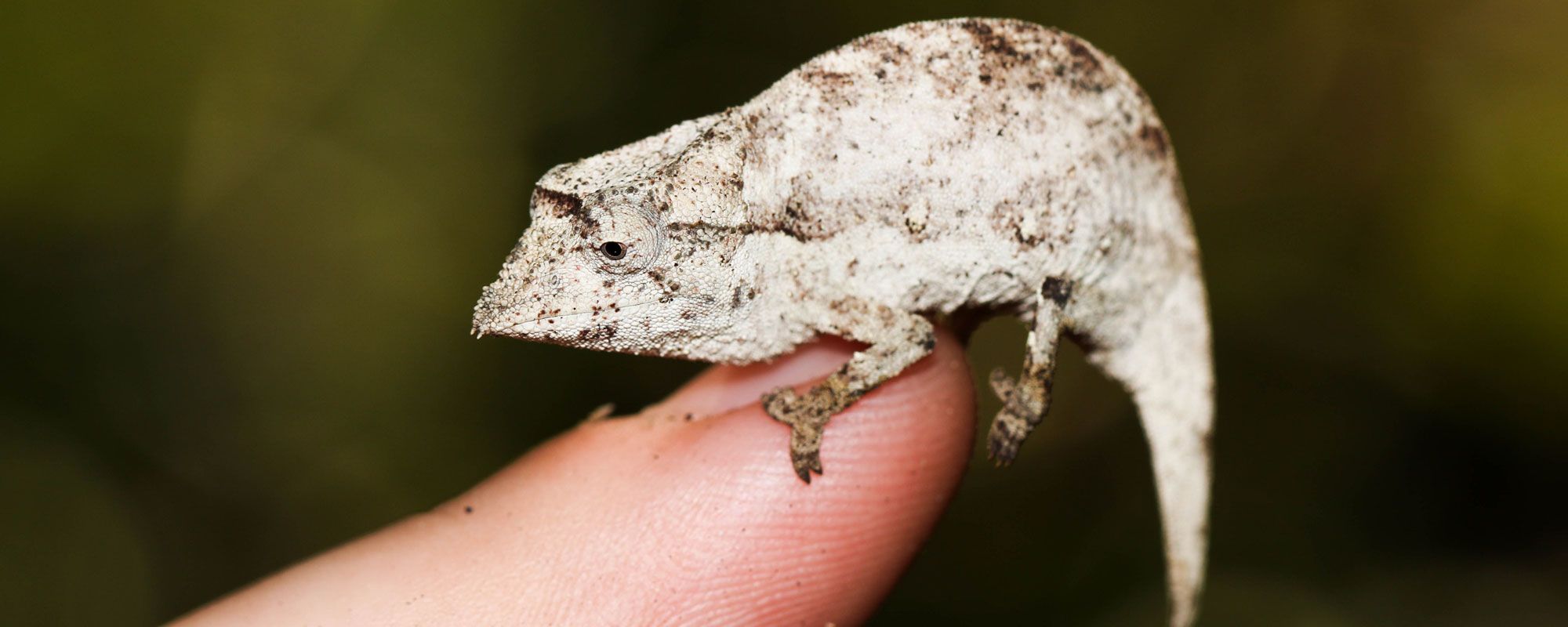 Tiny leaf chameleon on a human finger for scale