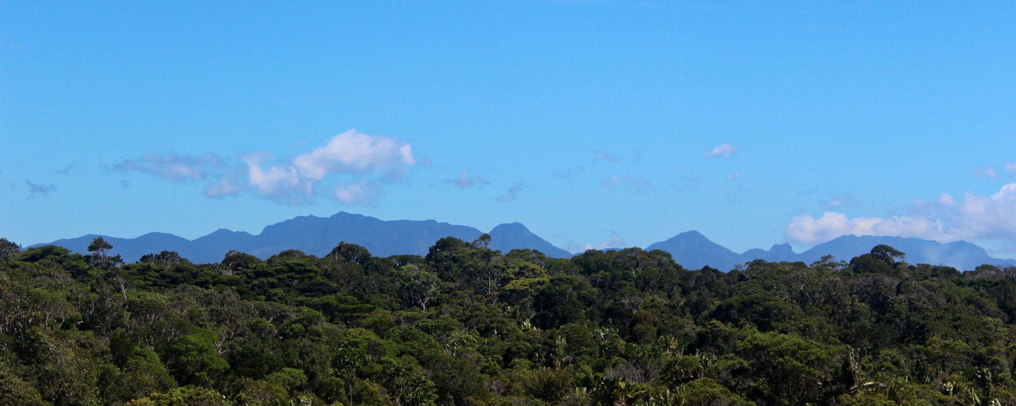 Sainte Luce littoral forest, Madagascar