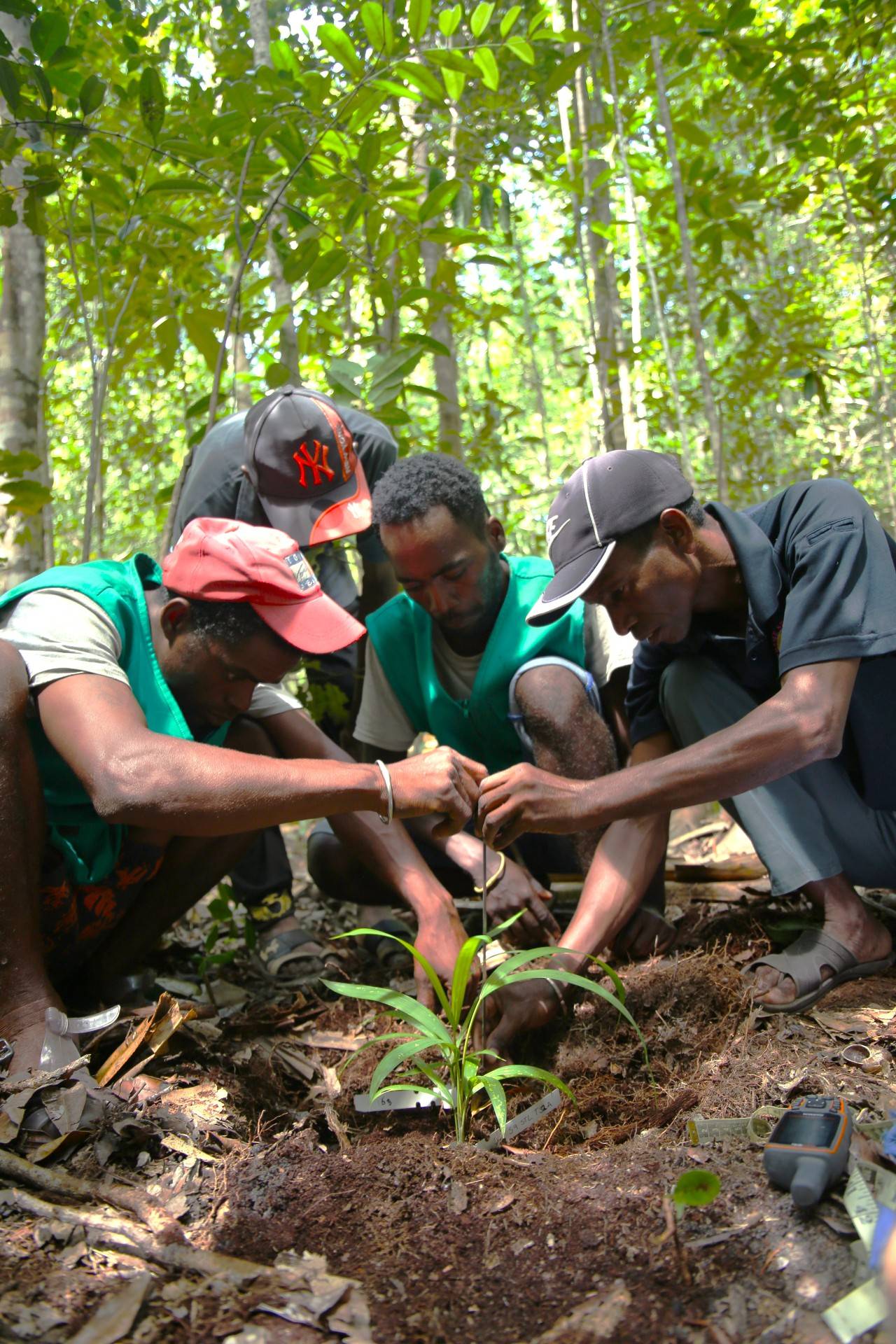 The Policin'ala measuring palms in the forest