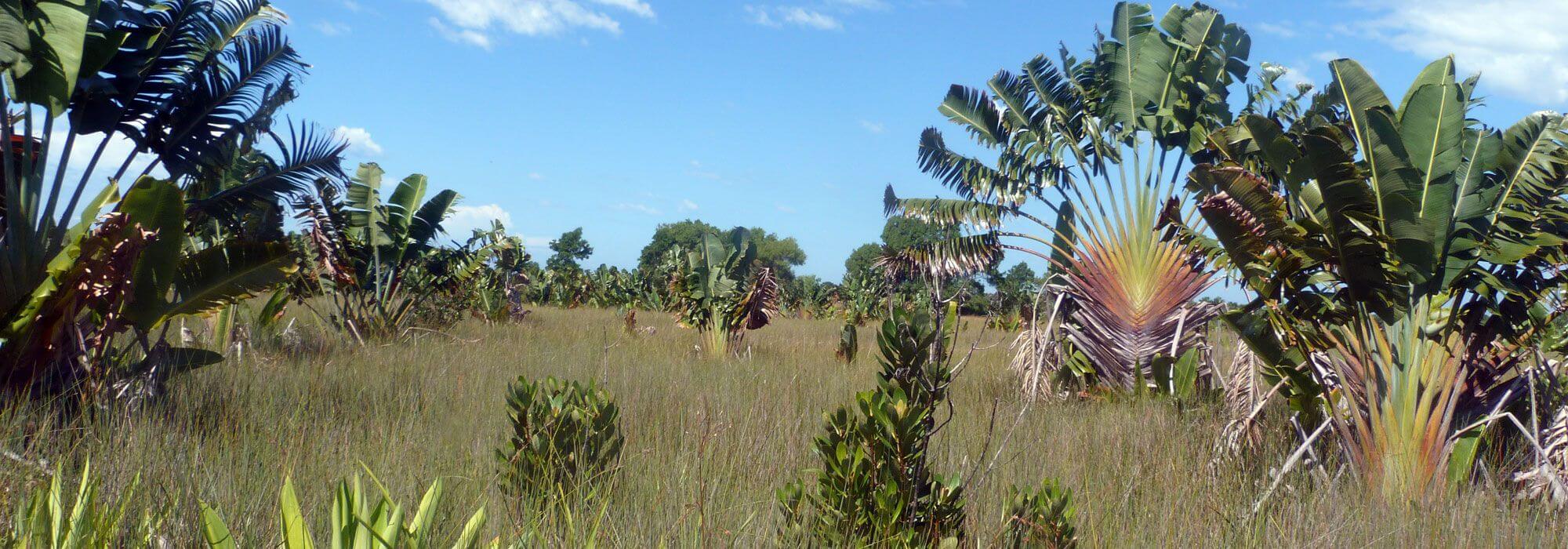 Mahampy reeds in the wetlands of Sainte Luce, Madagascar