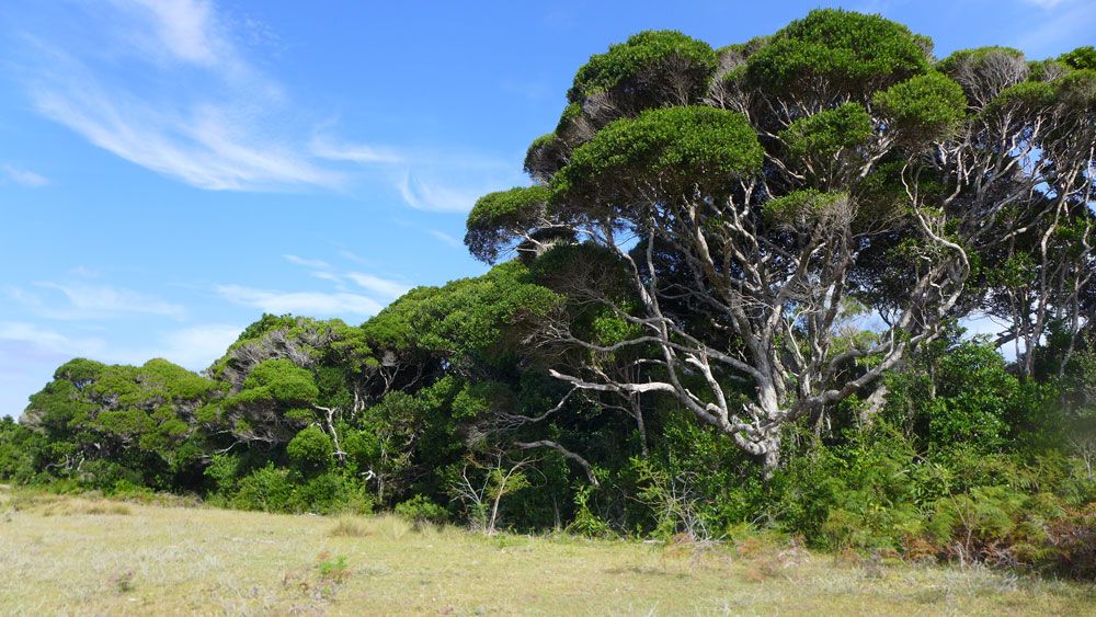 Forest in Sainte Luce, Madagascar SEED Conservation Research Programme 