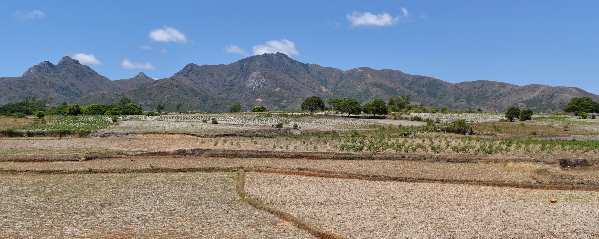 Dried out rice fields during 2021 drought in Madagascar