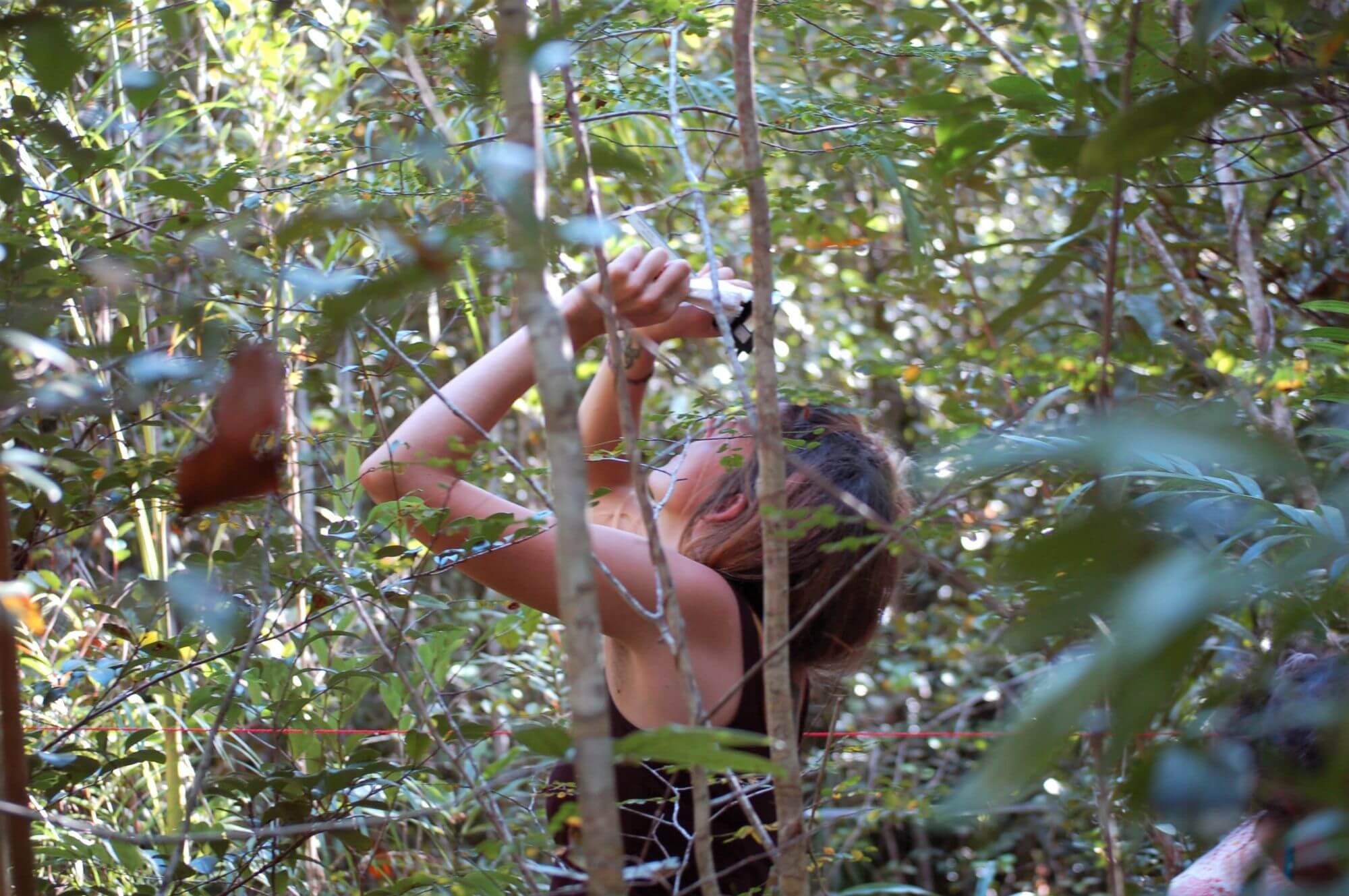 Steph doing forest analysis