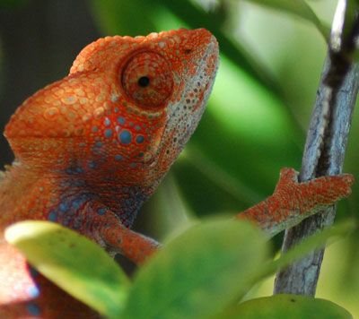 Bright orange and blue furcifer verrucosis