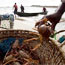 Lobsters in a basket at a small-scale fishery