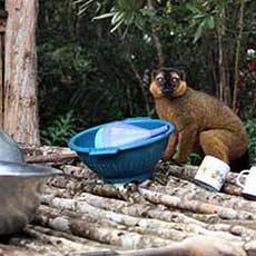 Lemurs in the SEED campsite