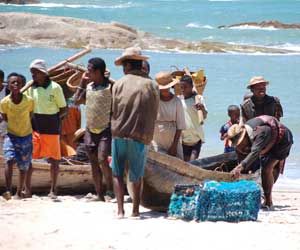 Bringing in the catch at Sainte Luce lobster fishery