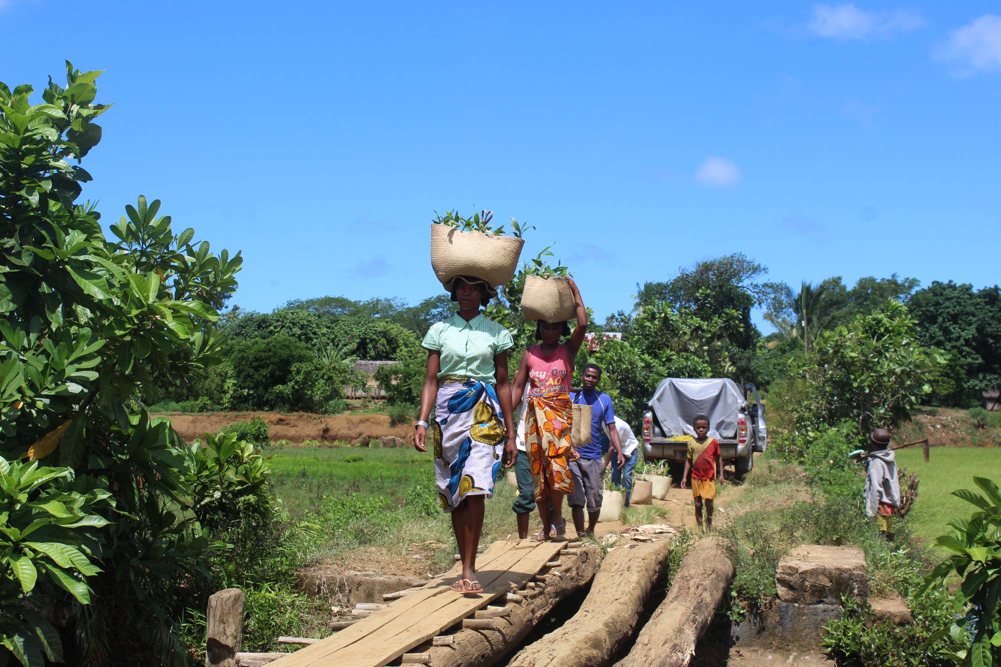 community members carrying seedlings