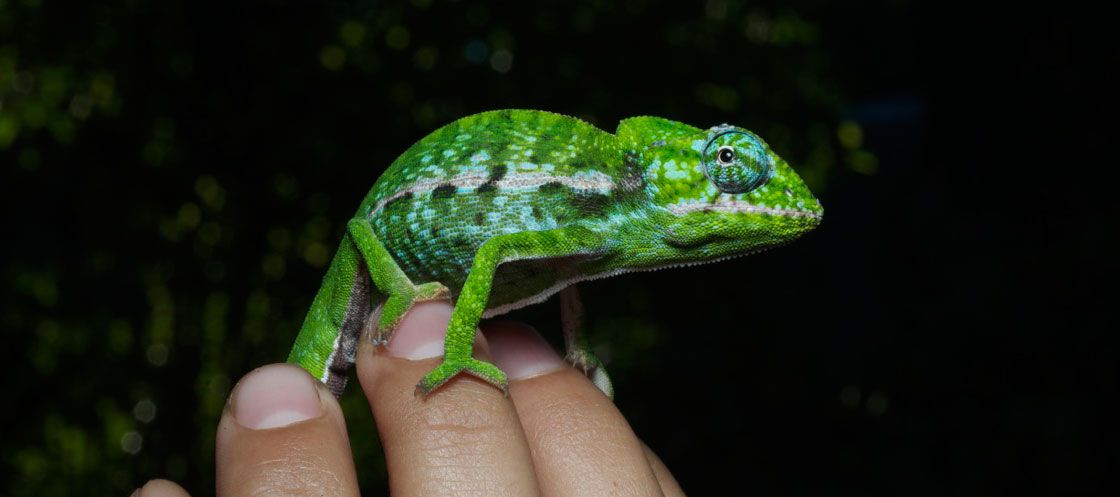 Furcifer lateralis