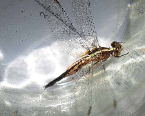 Acisoma ascalaphoides dragonfly