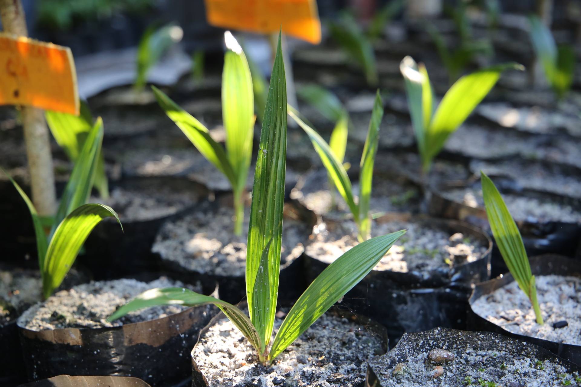 A B. madagascariensis sprouted seedling